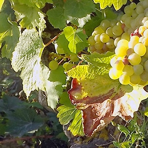 Grappes de raisin des vignes Olivier Carême
