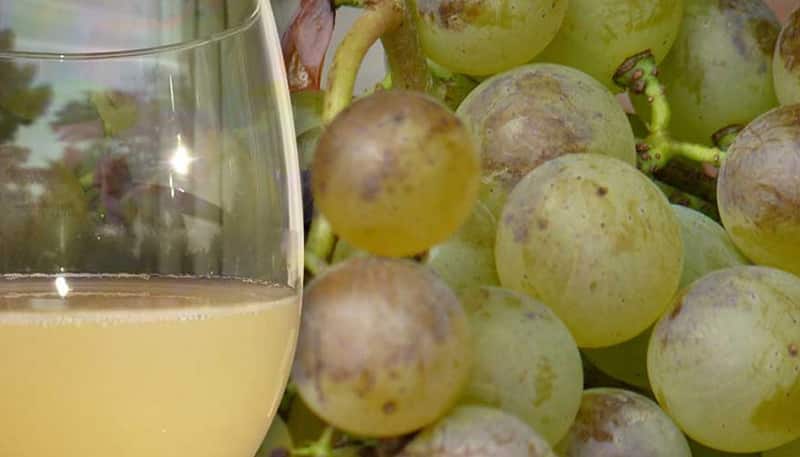 Verre de vin bourru du domaine Carême