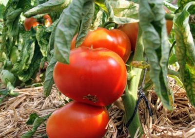 Pied couvert de tomates au Château de la Bourdaisière