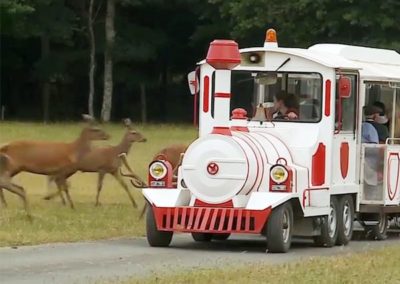 Le petit train et les biches de la Réserve de Beaumarchais