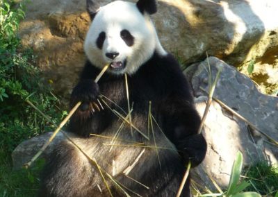 panda du zoo de Beauval